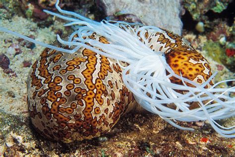 How This Fish Survives in a Sea Cucumber’s Bum .